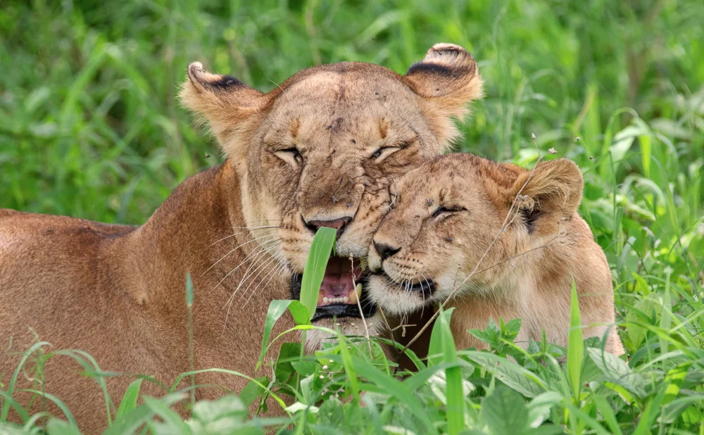 
Two days Majestic Tarangire  wilderness  Mid-range Safari