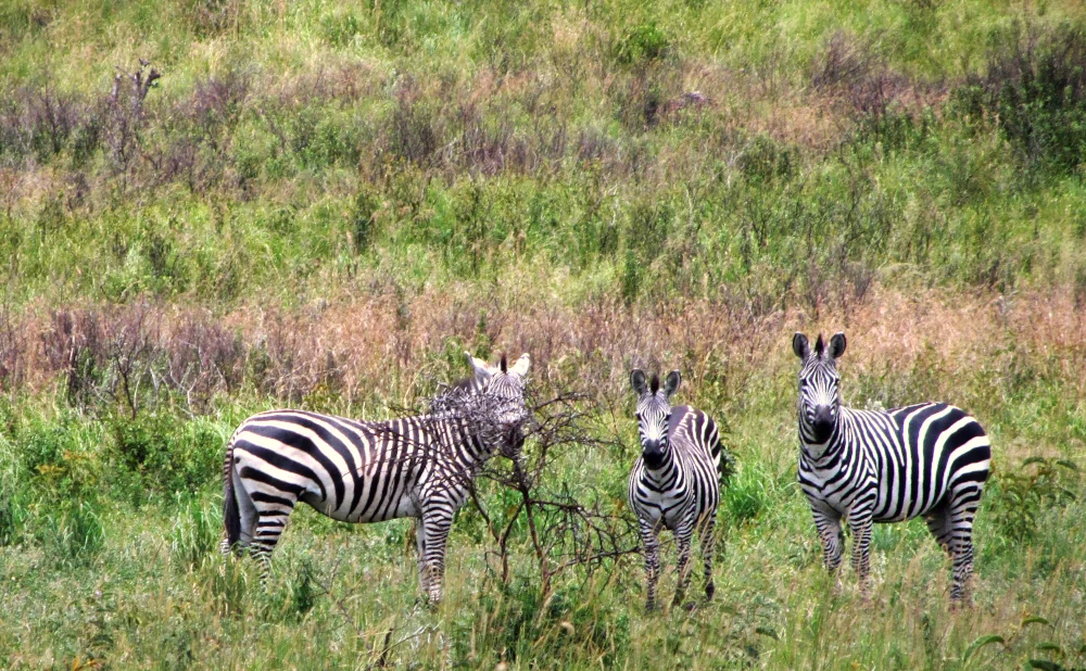 
3-Day Luxury Safari in Manyara, Ngorongoro and Tarangire