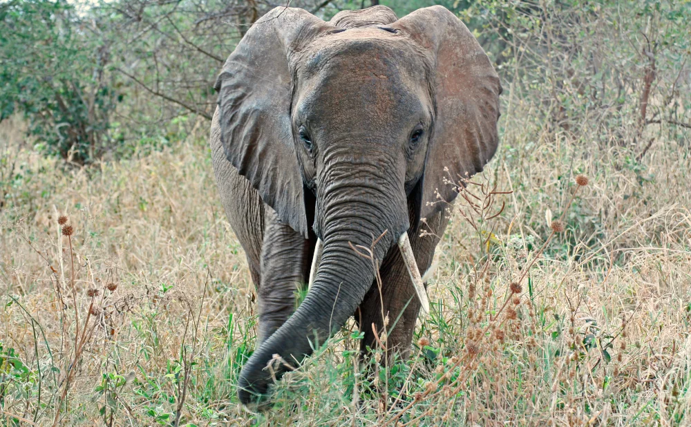 
9-Day Serengeti, Ngorongoro, Tarangire & Kilimanjaro Adventure