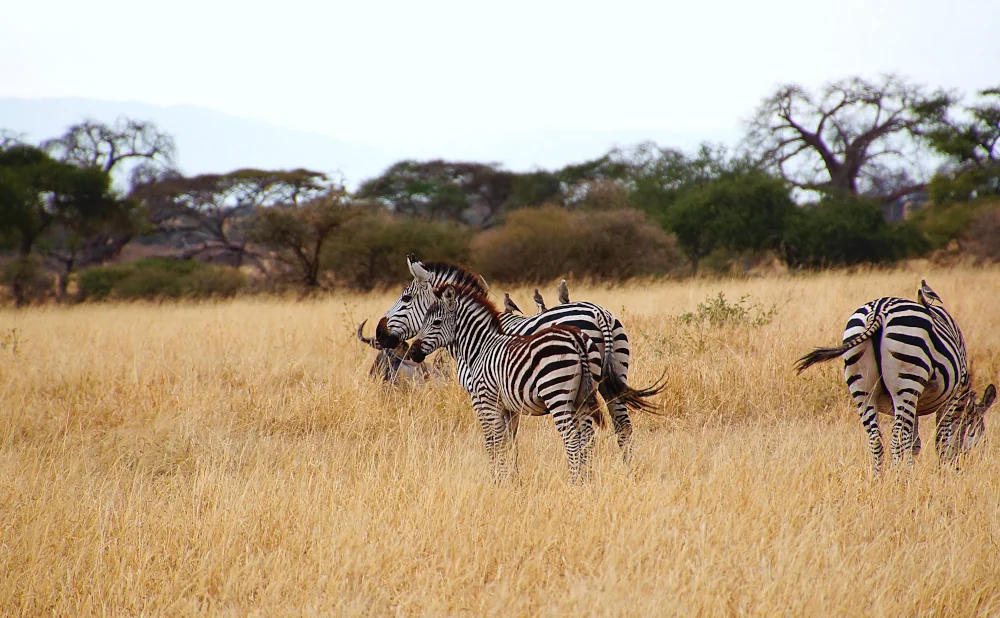 
5-Day Tarangire, Serengeti, Ngorongoro & Manyara Safari Adventure