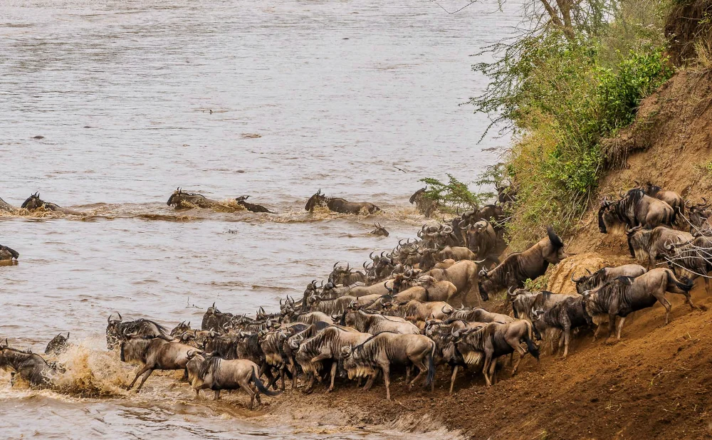 
7-Day Serengeti Great Migration Safari: River Crossings & Wildlife Wonders