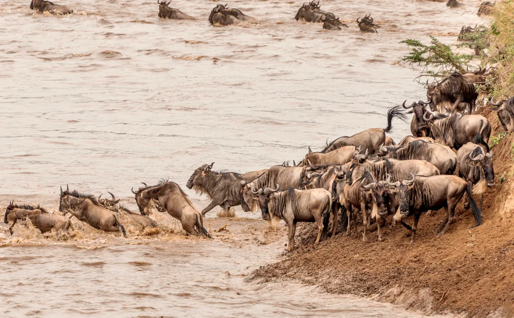 
9 days Migration Safari- Mid Range