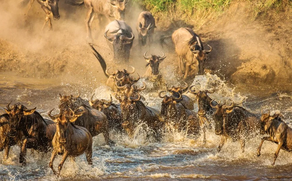 
10-Day Epic Wildebeest Migration: Mara River Crossing Adventure