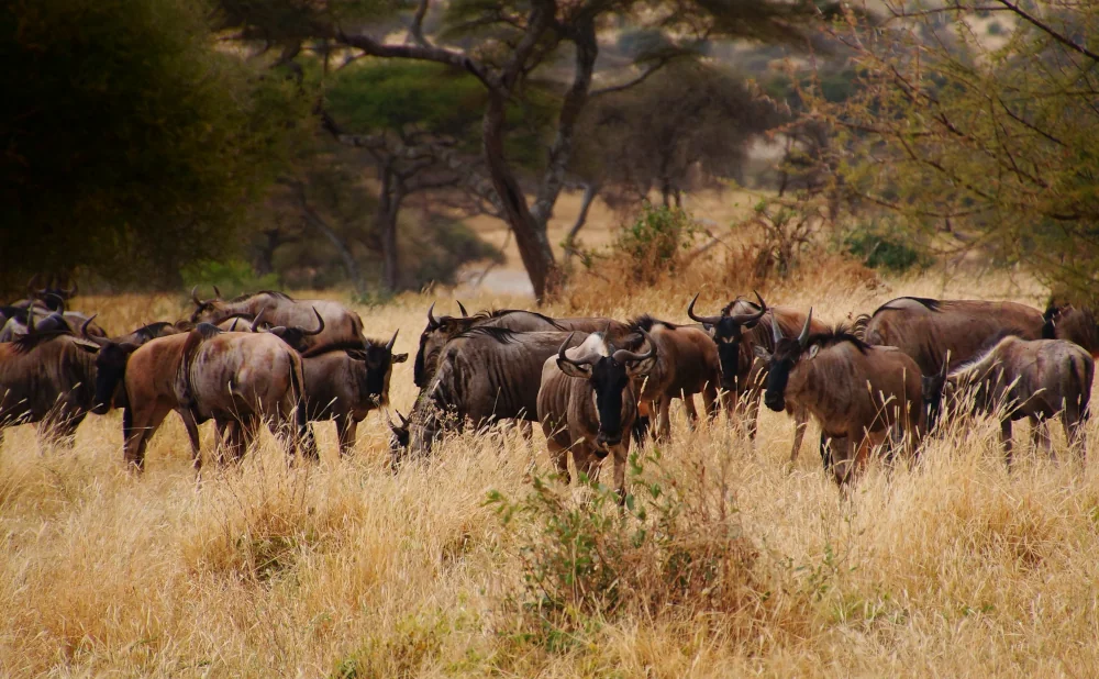 
7-Day Private Camping Safari: Witness the Great Wildebeest Migration