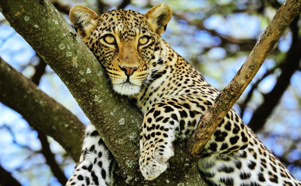 
9-Day Luxury Ngorongoro, Serengeti, Zanzibar & Others