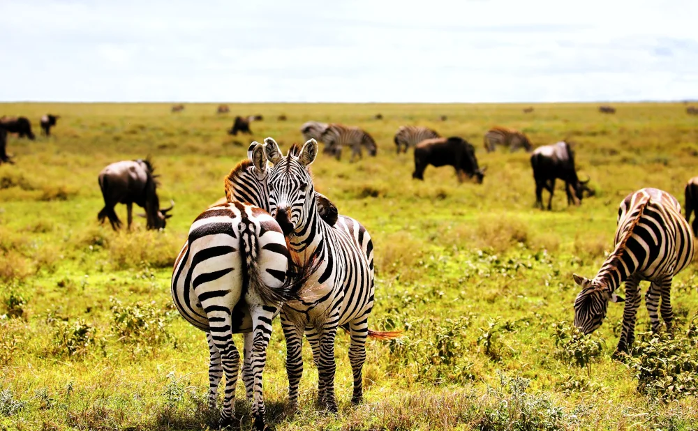 
4-Day Fly-In and Out Safari: Zanzibar to Serengeti