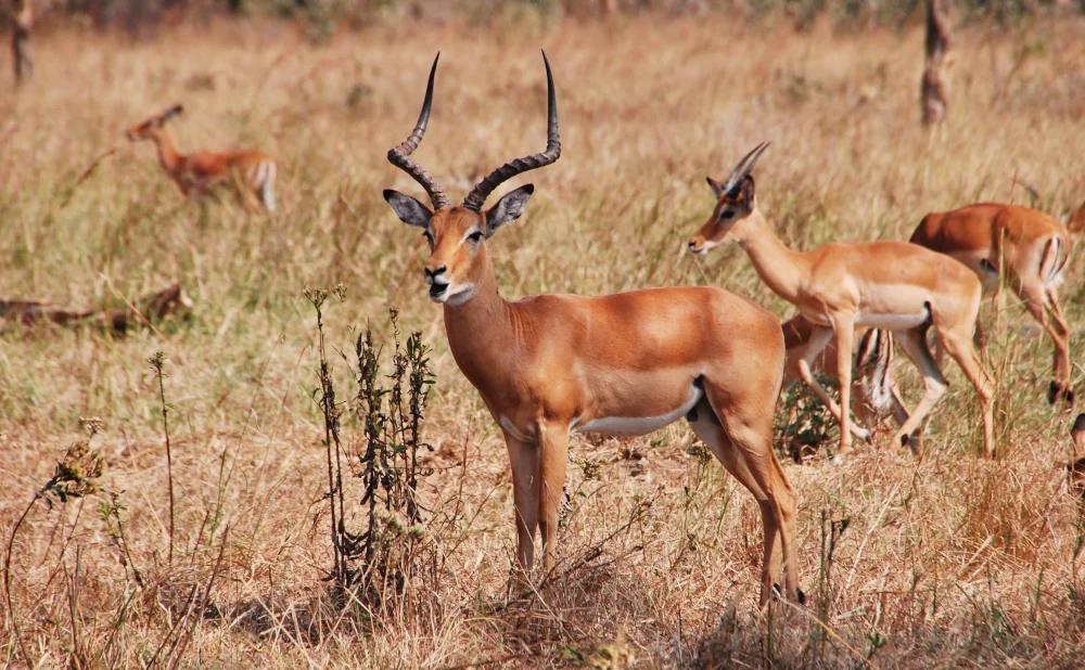 
4-Day Nyerere & Mikumi National Parks Safari