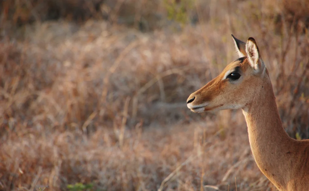 
1-Day Mikumi National Park Tour