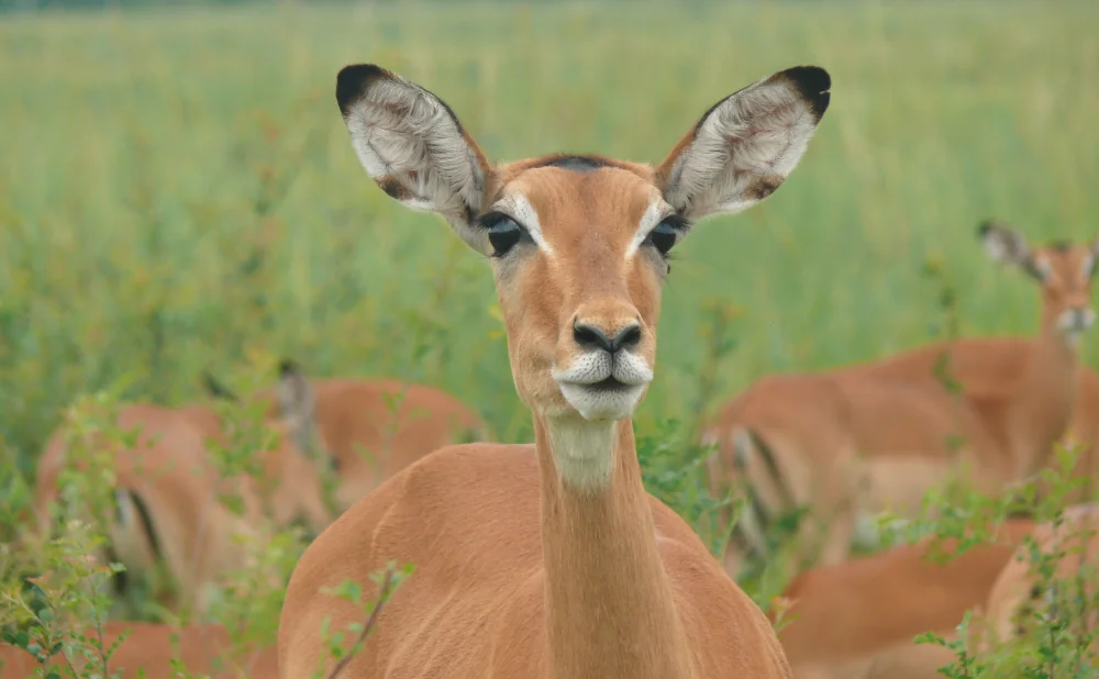 
Mikumi National Park