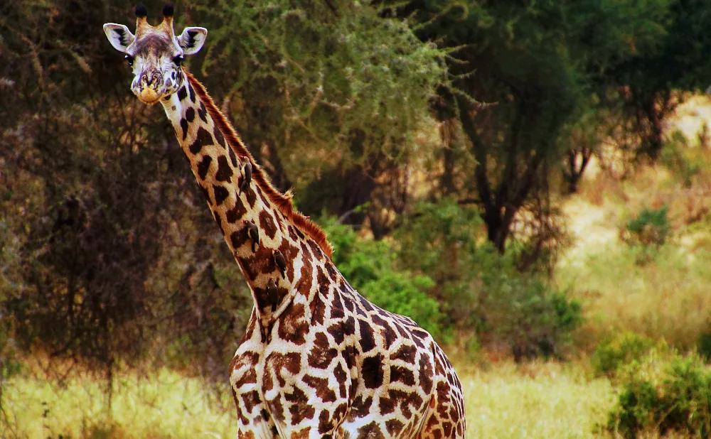 
Tarangire National Park