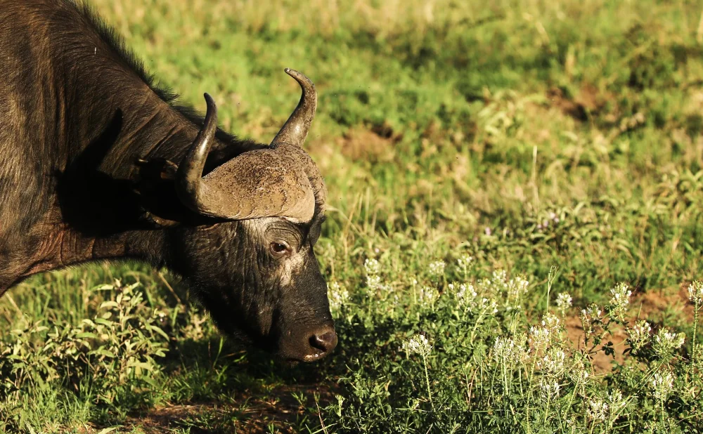 
Serengeti National Park