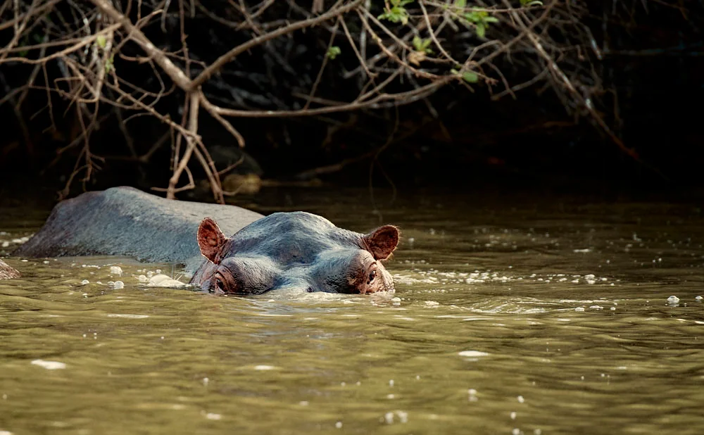 
3-Day Nyerere National Park Safari Adventure