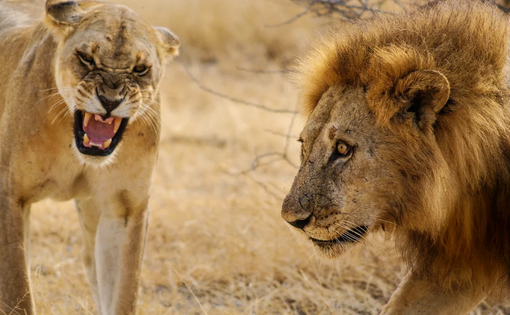 
Nyerere National Park