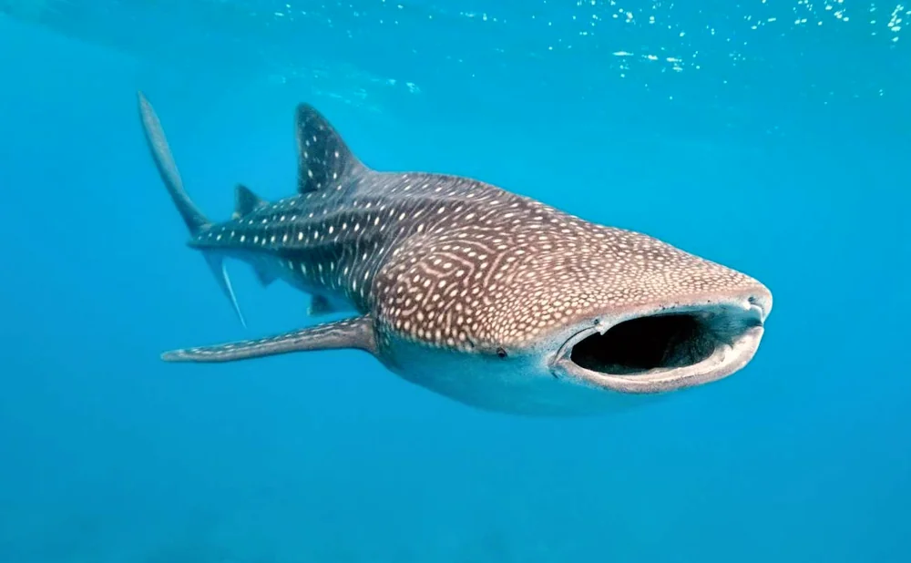 
Whale Shark Diving Day Trip