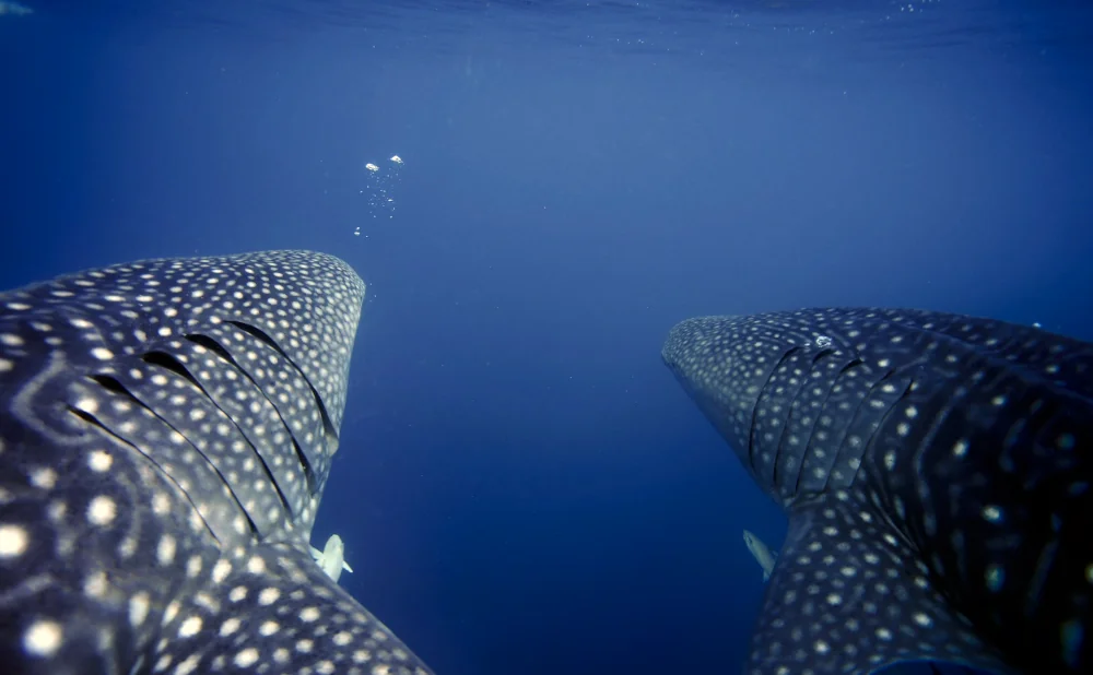 
11-Day Ultimate Wildlife Safari & Whale Shark Adventure