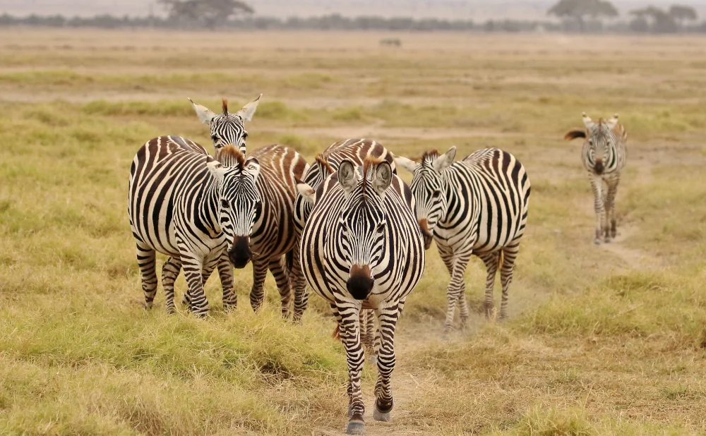 
11-Day Best of Kenya Safari and Beach Holiday Combo