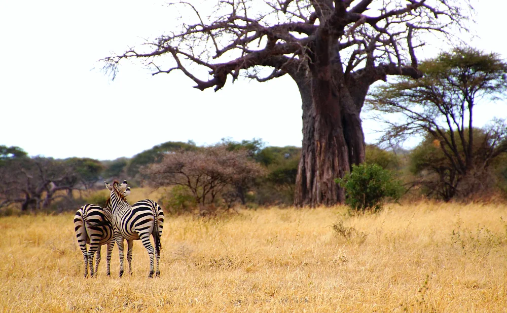 
6-Day Tanzanian Wilderness Camping Adventure