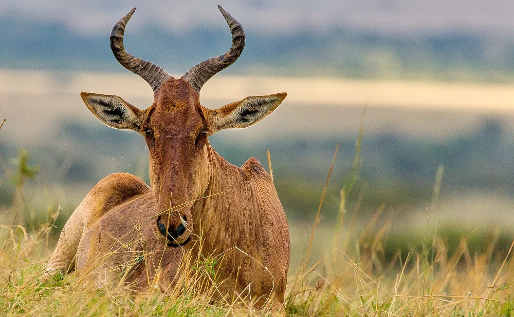 
3-Day Fly-In Fly-Out Masai Mara National Reserve